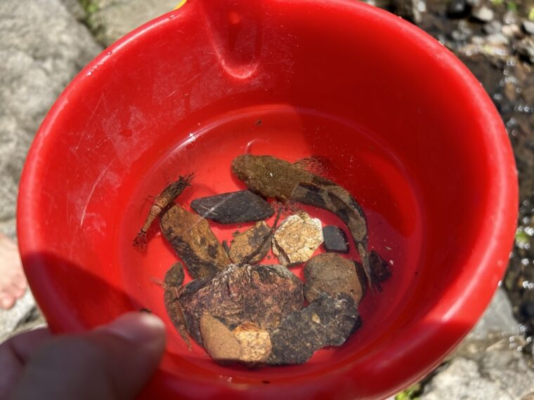友渕川でとった魚